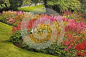 Astilbe Display