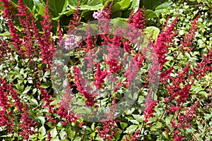 Astilbe Fanal plant