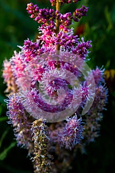 Astilbe flower in garden