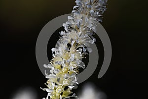 Astilbe flowers.