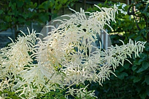 Astilbe inflorescences in the garden in summer