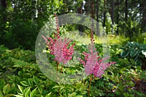 Astilbe, perennial plant of the Saxifrage family Saxifragaceae. False spirea or false goatbeard. The flowers are small