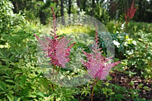 Astilbe, perennial plant of the Saxifrage family Saxifragaceae. False spirea or false goatbeard. The flowers are small