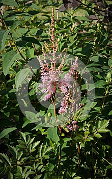 Astilbe with pink flowers