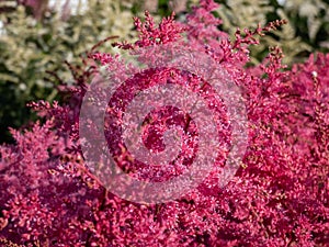 Astilbe simplicifolia \'Aphrodite\' features cerise-red plumes, over a compact mound of elegant, lacy green leaves