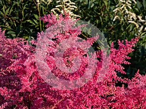 Astilbe simplicifolia \'Aphrodite\' features cerise-red plumes, over a compact mound of elegant, lacy green leaves