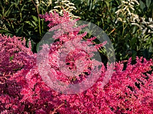 Astilbe simplicifolia \'Aphrodite\' features red plumes, over a compact mound of elegant, lacy green leaves