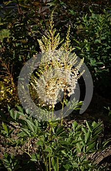 Astilbe with white flowers