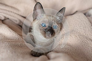 Astonished 6 weeks old Siamese cat with blue almond-shaped eyes on beige sofa background. Purebred Thai or Wichien Maat kitten