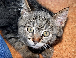 Astonished and stunned kitten expression