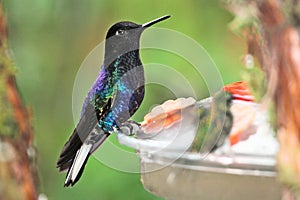 Astonishing hummingbird on a feeder in Ecuador photo