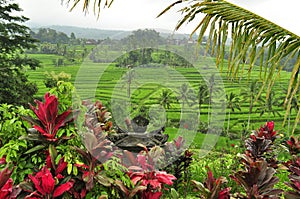 Astonishing landscape of the Rice fields in Bali, Indonesia