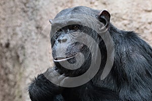 Astonishment - face of a Bonobo, Pan paniscus - a kind of pygmy Chimpanzee at the zoo of Leipzig