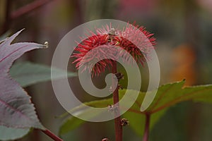 Ð¡astor bean. Decorative red fruits on a blurry background.