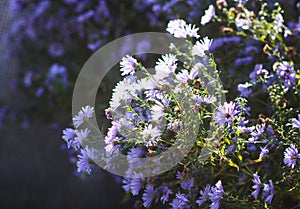 Astra Virgin or New Belgian plant with purple flowers blooming in autumn garden