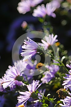 Astra Virgin or New Belgian plant with purple flowers blooming in autumn garden