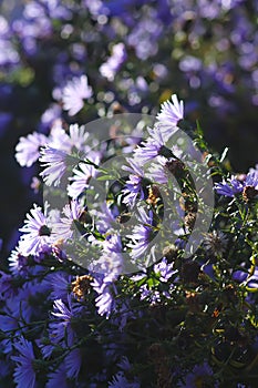 Astra Virgin or New Belgian plant with purple flowers blooming in autumn garden