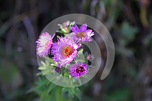 Astra Virgin or New Belgian plant with purple flowers blooming in autumn garden