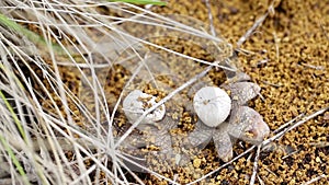 Astraeus hygrometricus hygroscopic earthstar mushroom open on a wet day