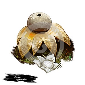 Astraeus hygrometricus mushroom digital art illustration, Clipart hygroscopic earthstar barometer false vegetable of photo
