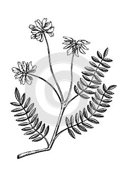 Astragalus. Adaptogenic plant botanical illustration. Hand-drawn Ginseng drawing. Great for traditional medicine, cosmetology,