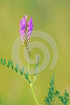 Astragalus adsurgens