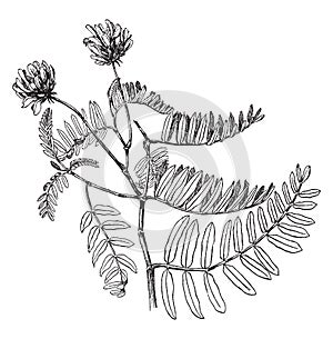 Astragalus Adsurgens vintage illustration