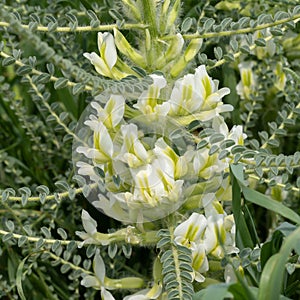 Astragalus Aleppicus Flowers