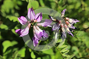 Astragalus alpinus, the alpine milkvetch in bloom