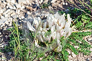 Astragalus angustifolius flower in spring