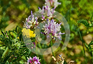 Astragalus arenarius photo