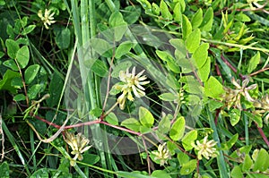 Astragalus Astragalus glycyphyllos grows in nature