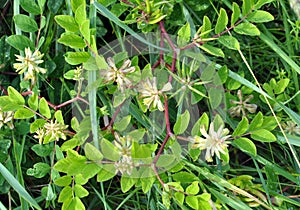 Astragalus Astragalus glycyphyllos grows in nature