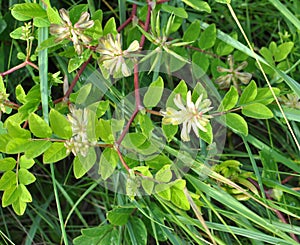 Astragalus Astragalus glycyphyllos grows in nature