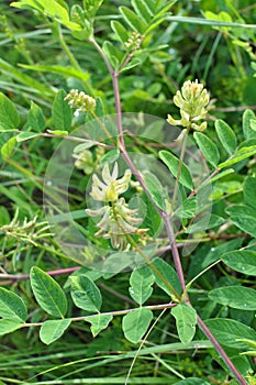 Astragalus Astragalus glycyphyllos grows in nature