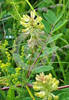 Astragalus Astragalus glycyphyllos grows in nature