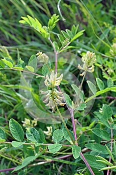 Astragalus Astragalus glycyphyllos grows in nature