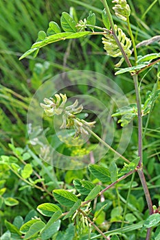 Astragalus Astragalus glycyphyllos grows in nature