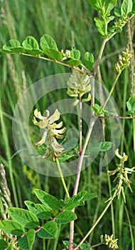 Astragalus Astragalus glycyphyllos grows in nature