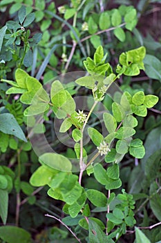 Astragalus Astragalus glycyphyllos grows in nature