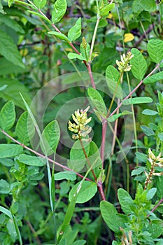 Astragalus Astragalus glycyphyllos grows in nature
