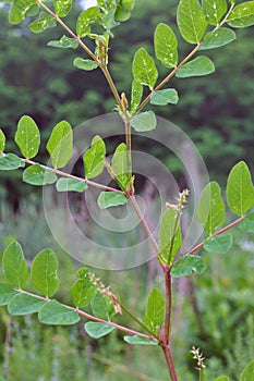 Astragalus Astragalus glycyphyllos grows in nature