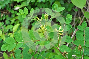 Astragalus Astragalus glycyphyllos grows in nature