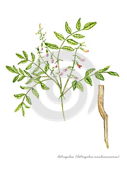 Astragalus (Astragalus membranaceus) photo