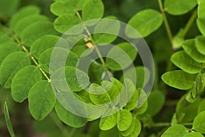 Astragalus Astragalus membranaceus growing natural in nature outside. Astragalus as a medicinal herb, itâ€™s a natural adaptogen