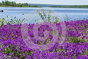 Astragalus blooms near the water