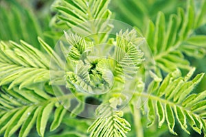 Astragalus close-up. Also called milk vetch, goat`s-thorn or vine-like. Spring green background. Wild plant. Botany photo