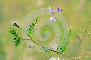 Astragalus complanatus