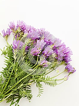 Astragalus danicus flowers