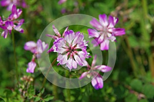 Astragalus